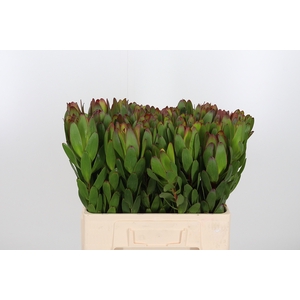 Leucadendron Saf Goldstrik