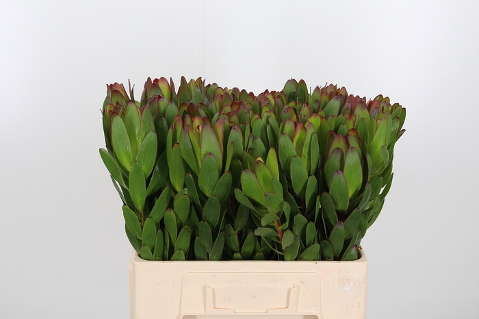 <h4>Leucadendron Saf Goldstrik</h4>