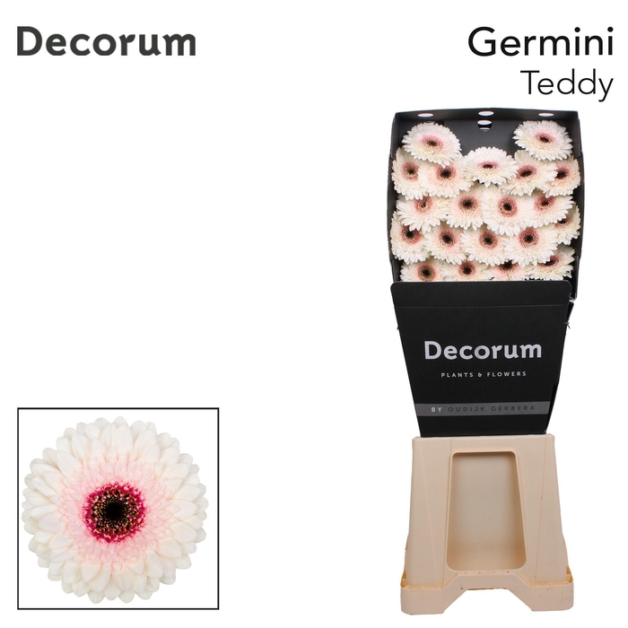 <h4>Germini Teddy Diamond</h4>