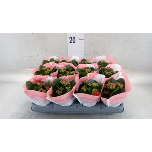 Kalanchoe  'RoseFlow Noelle'