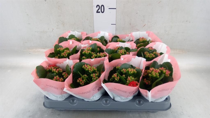 <h4>Kalanchoe 'RoseFlow Noelle'</h4>