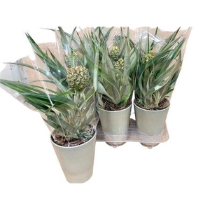 Ananas Ceramic