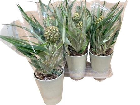 <h4>Ananas Ceramic</h4>