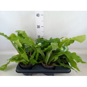 Microsorum musifolium 'Crocodyllus'
