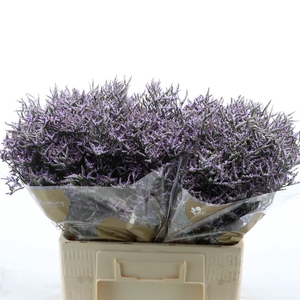 Limonium Safora Lilac