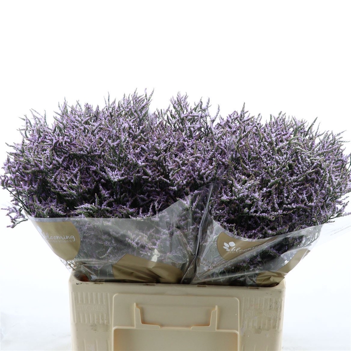 <h4>Limonium Safora Lilac</h4>