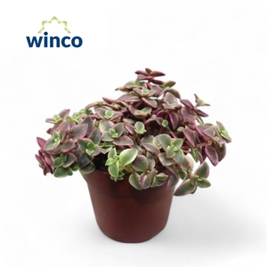 Crassula Marginalis