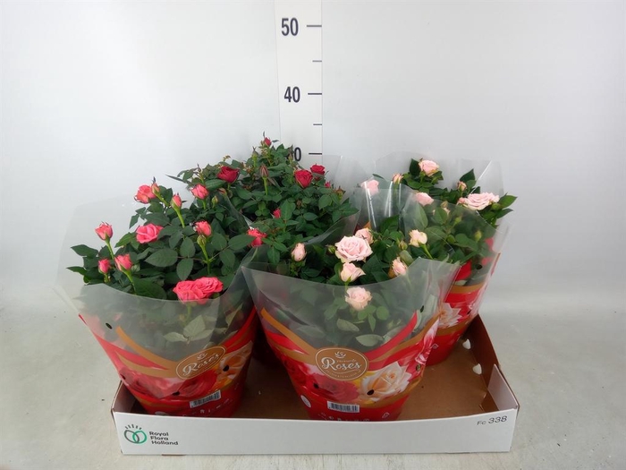 <h4>Rosa  'Favourite Roses'   ...mix 3</h4>