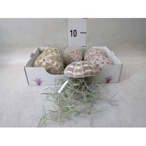 Tillandsia usneoides