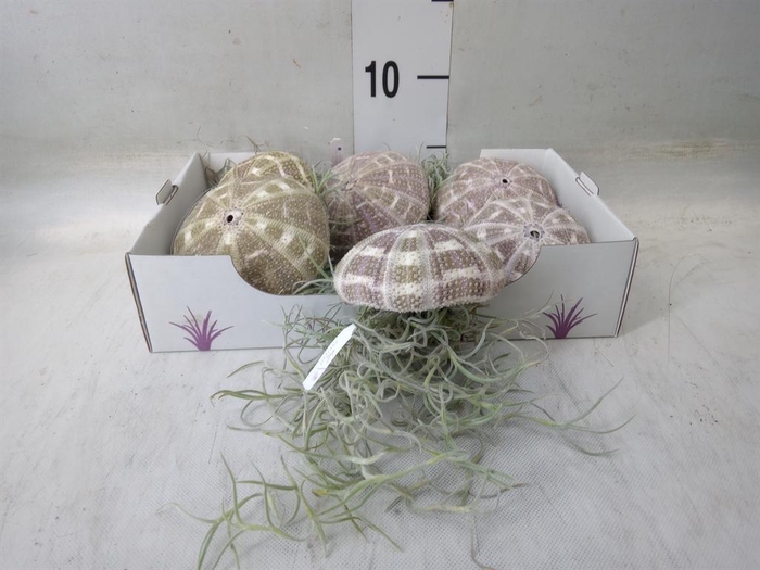 <h4>Tillandsia usneoides</h4>