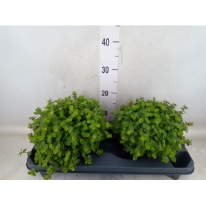 Callisia repens