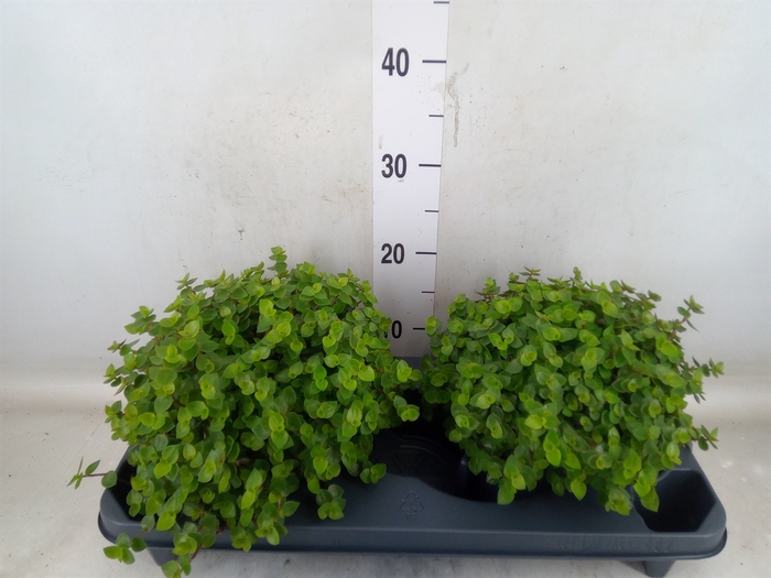 <h4>Callisia repens</h4>