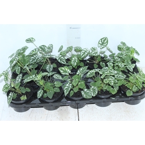 CALADIUM MINI WHITE GREEN P11