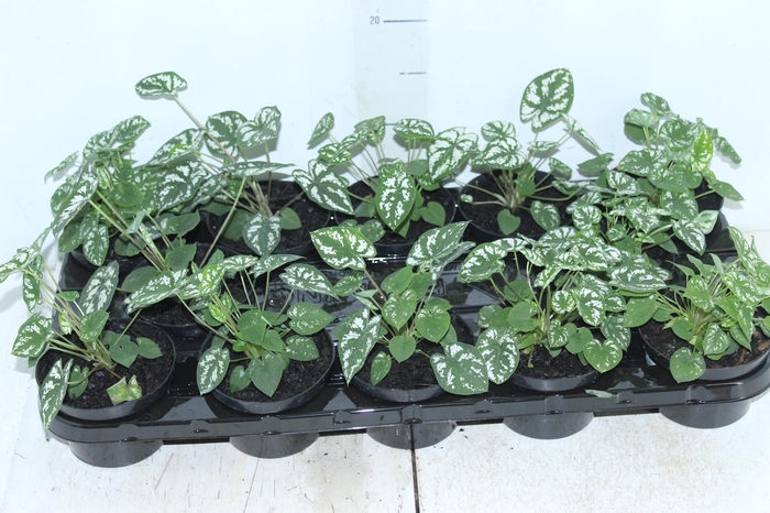 <h4>CALADIUM MINI WHITE GREEN P11</h4>