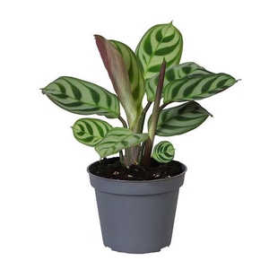 CALATHEA HYBRIDA p6 Amabilis