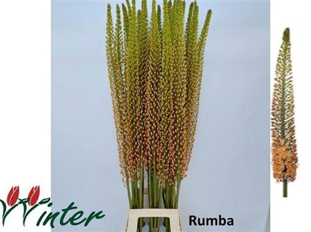 <h4>Eremurus Rumba</h4>