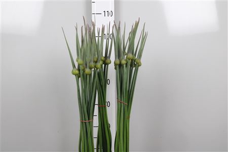 <h4>Allium Cepa Judith</h4>