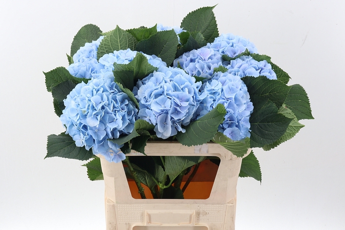 <h4>Hydr M Ch Verena Bl</h4>