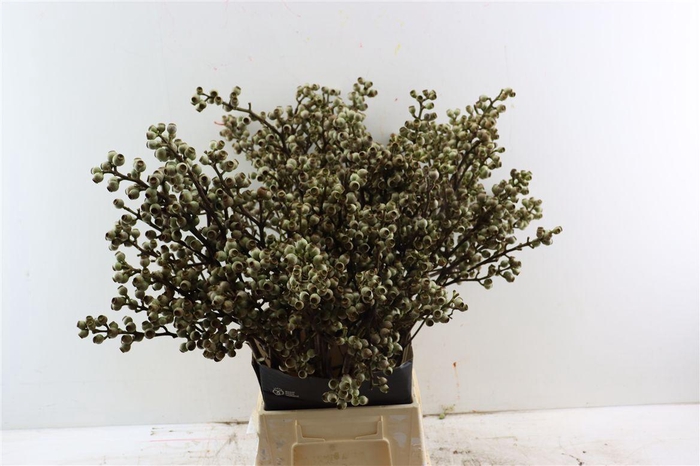 <h4>Euca Torriliana 60cm P Stem</h4>