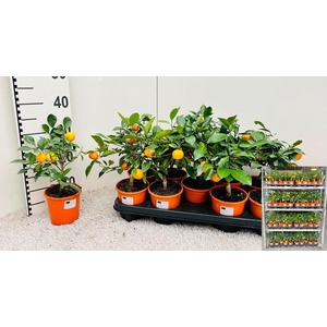 CITR MICROCARPA