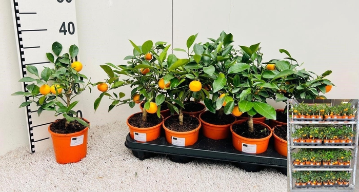 <h4>CITR MICROCARPA</h4>