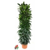 Ficus cyathistipula