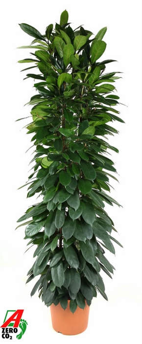 Ficus cyathistipula