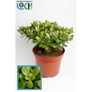 Crassula Argentea Ovata