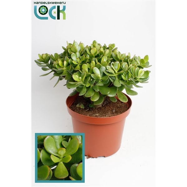 <h4>Crassula Argentea Ovata</h4>