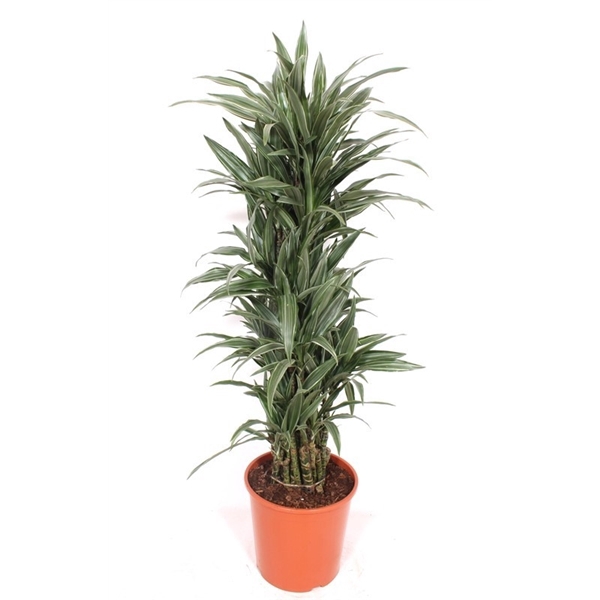 <h4>Dracaena Warneckei</h4>