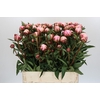 Paeonia Sarah Bernhardt Ongeplozen