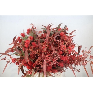 Euca Robusta Bloei Red P Bunch