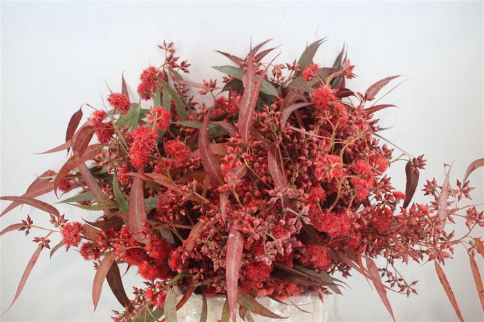 <h4>Euca Robusta Bloei Red P Bunch</h4>