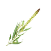 Lysimachia Green