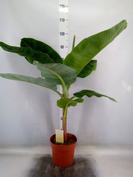 <h4>Musa  'Dwarf Cavendish'</h4>