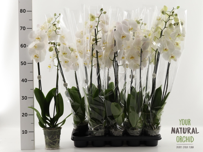 <h4>PHAL OV WIT</h4>