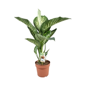 Dieffenbachia Tropic Snow