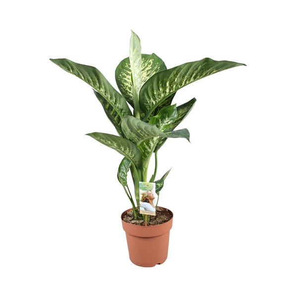 <h4>Dieffenbachia Tropic Snow</h4>