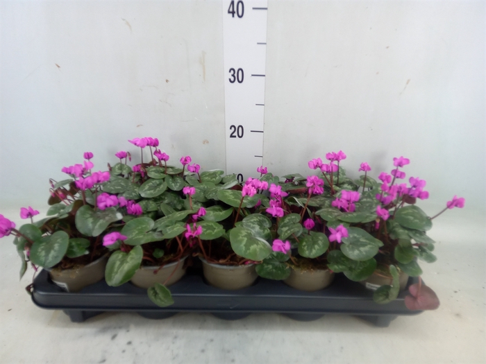 <h4>Cyclamen coum</h4>