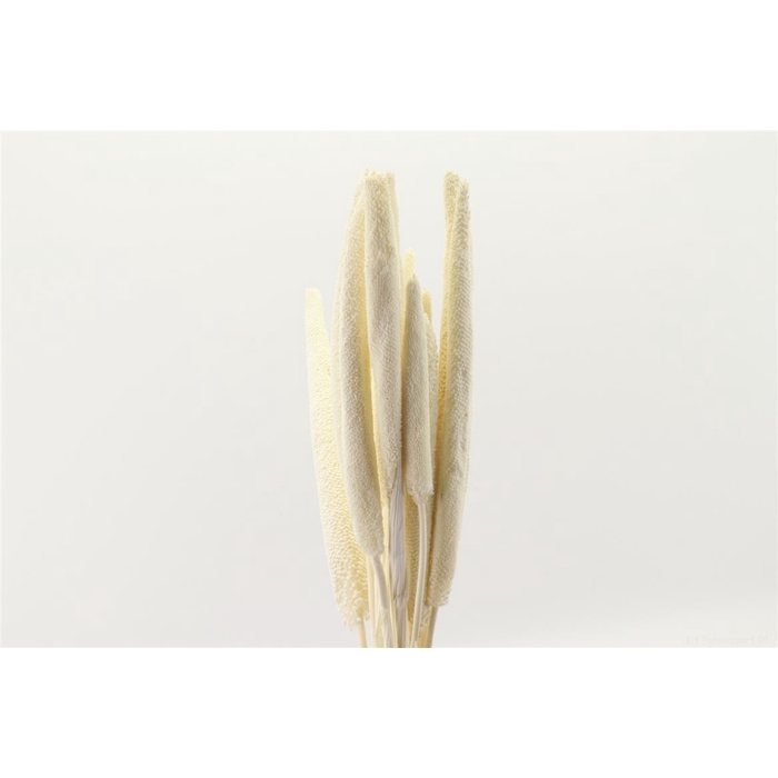 <h4>Bunch Babala 10 Pcs Slv L65</h4>