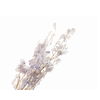 Lunaria Lilac