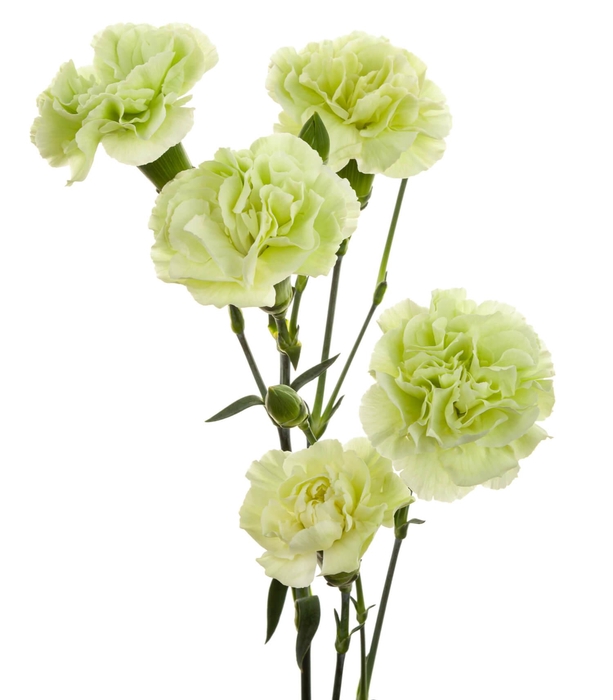 <h4>DI TR TUPARRO GREEN</h4>