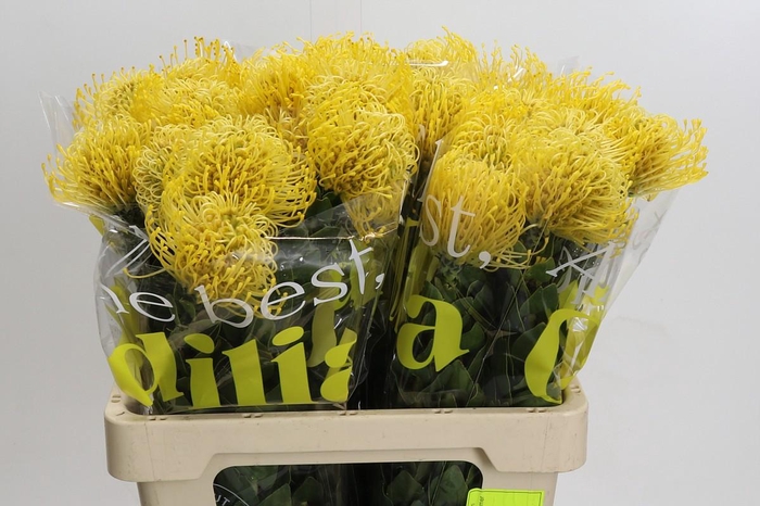 <h4>Nutans High Gold</h4>