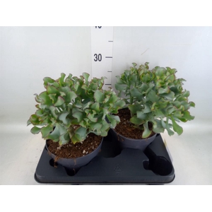 Crassula arborescens 'Curly'