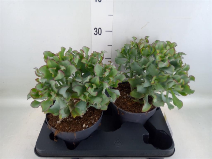 <h4>Crassula arborescens 'Curly'</h4>
