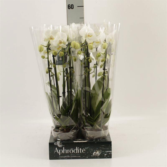 <h4>Phalaenopsis  'Elegant Cascade'</h4>
