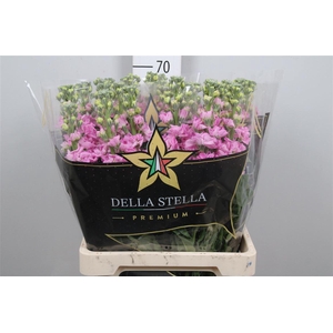 Matth Iron * Premium* Pink