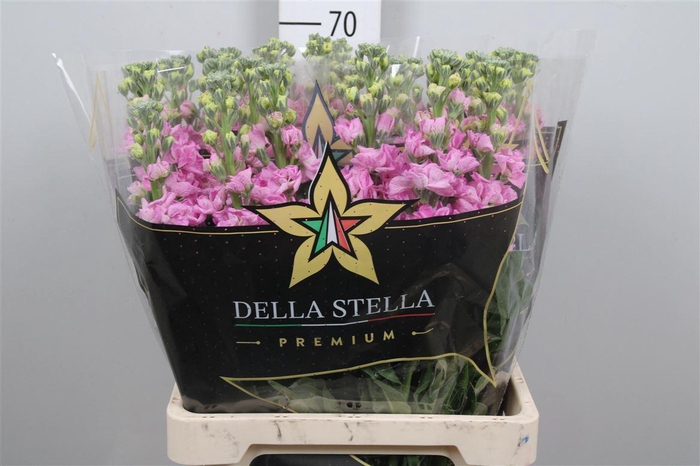 <h4>Matth Iron * Premium* Red</h4>