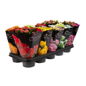 Kalanchoe gevuld Perfecta gemengd 5klr.