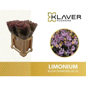 Lim Sin Blush Diamond